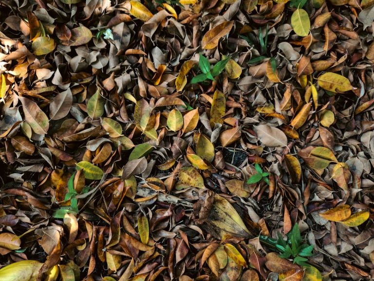 Transform Your Garden with the Magic of Mulching Amendment!