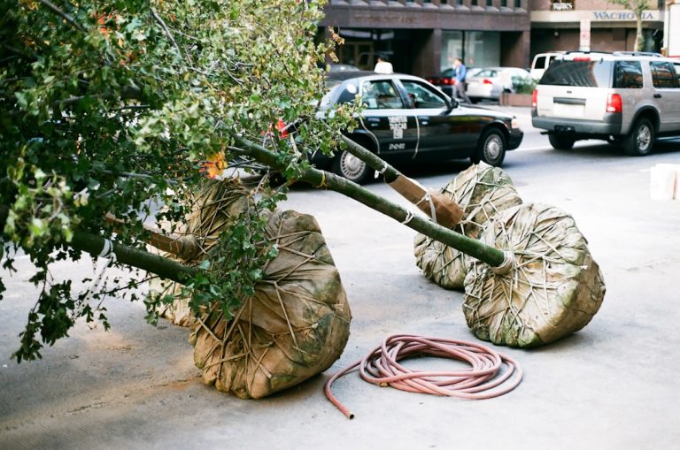 The Hidden Benefits of Professional Tree and Stump Removal: More Than Just Aesthetic Appeal